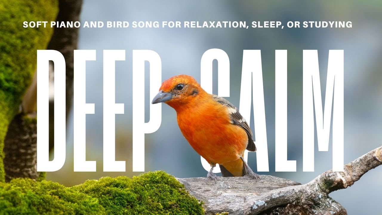 Quiet Harmony l Calming Bird Sounds & Soft Piano (30 Minutes, Black Screen)