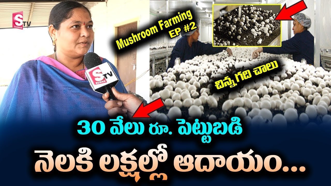 Earning Monthly 1 Lakh Net Income - Mushroom Farming | Sri Lakshmi | SumanTV Money Management