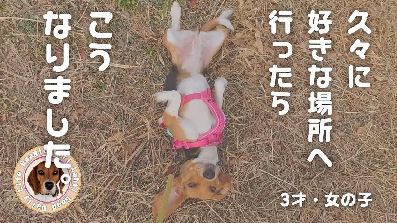 ビーグル犬 ラティの 好きな場所 #ビーグル #犬のいる生活 #beagle