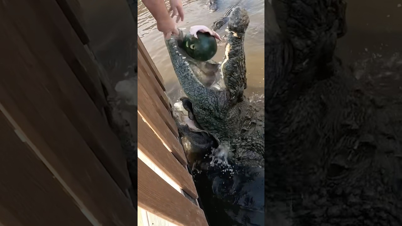 Lyle the Nile Crocodile!! #shorts #youtubeshorts #nile #crocodile #watermelon