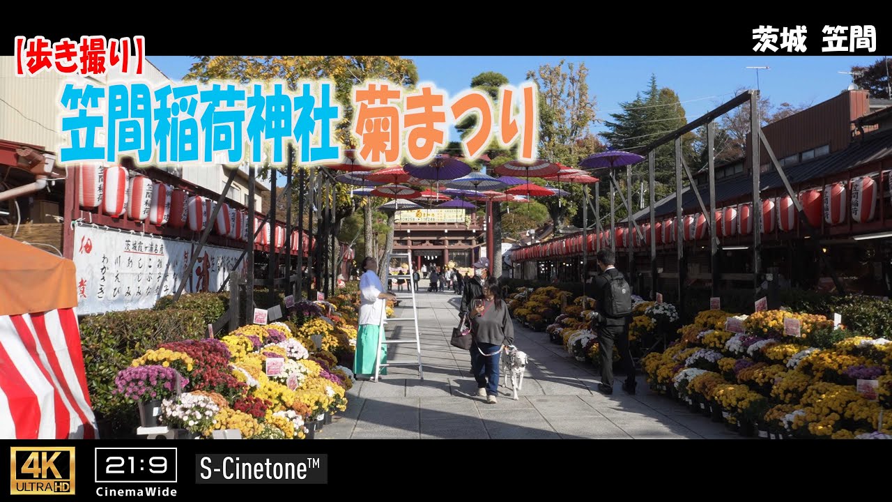 【歩き撮り】2025 笠間稲荷神社菊まつり@茨城 笹間 ４K  (21:9)  Ibaragi walking video