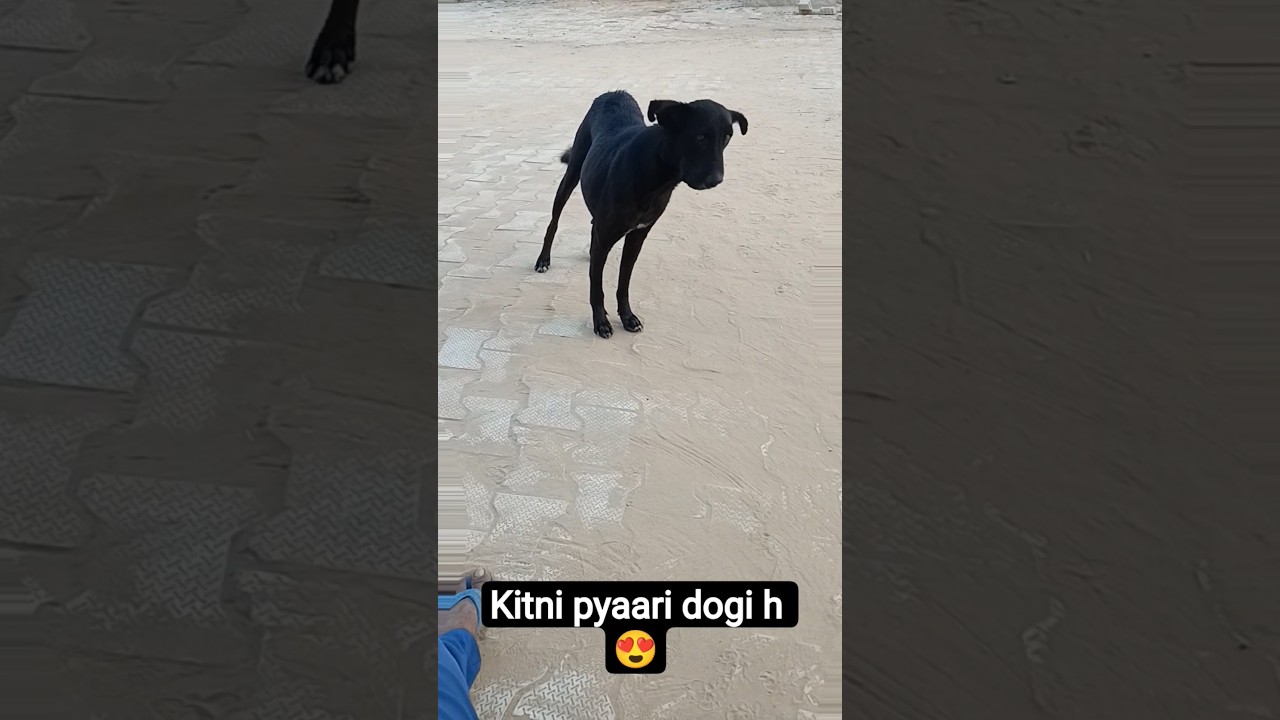 #cutedog #keshu