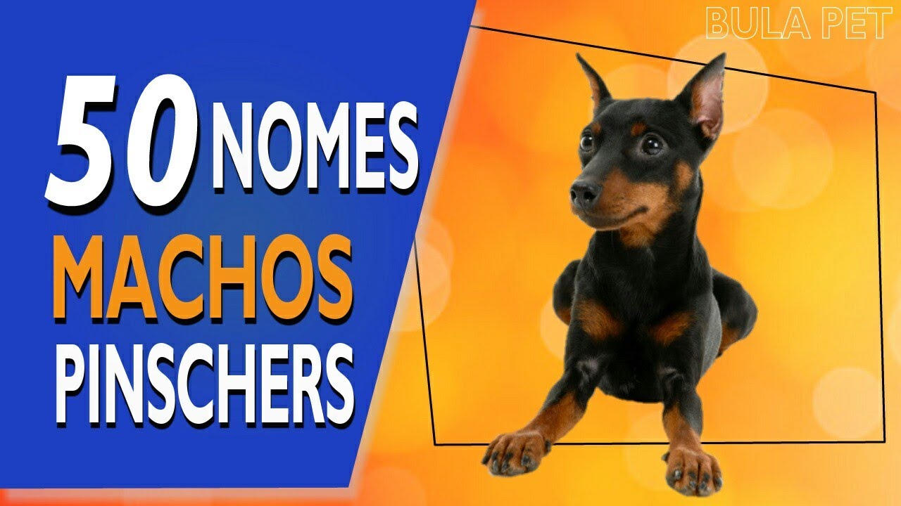 50 NOMES PARA PINSCHERS MACHOS