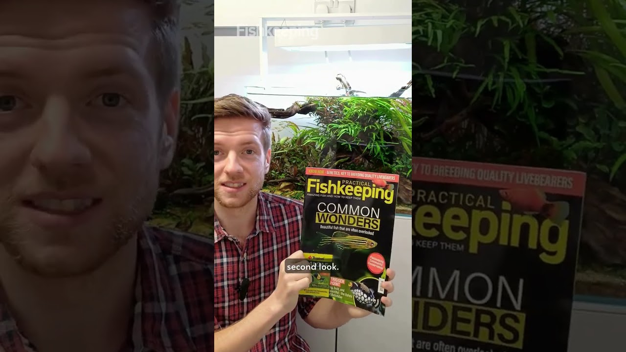Practical Fishkeeping November 2025 on sale now!