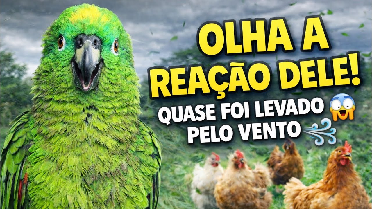🌬️ O VENTO  VEIO COM TUDO… Mas Olha a REAÇÃO DO BICUDO e das Galinhas no Quintal 😲🐦🐔