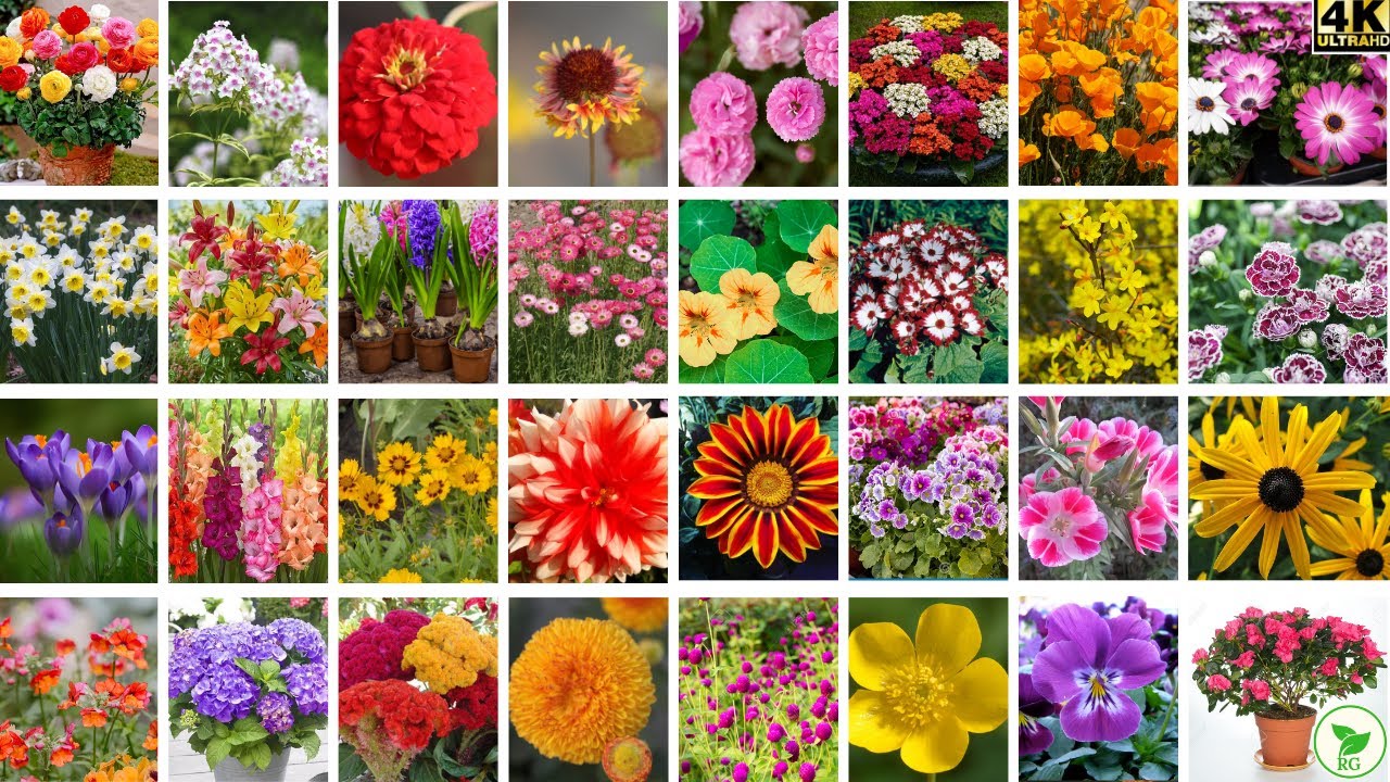TOP 65 Winter Flowers in One Potting Mix | এক মাটিতেই ফুটবে ৬৫ রকম শীতের ফুল | BEST Winter Flowers