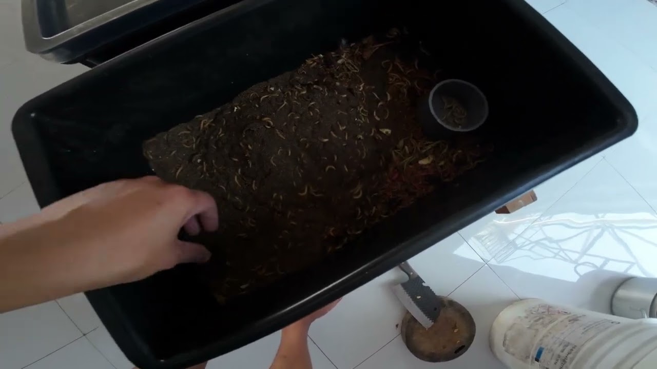 Cách chăm chim Chòe Lửa suy nặng | Giang Về Quê