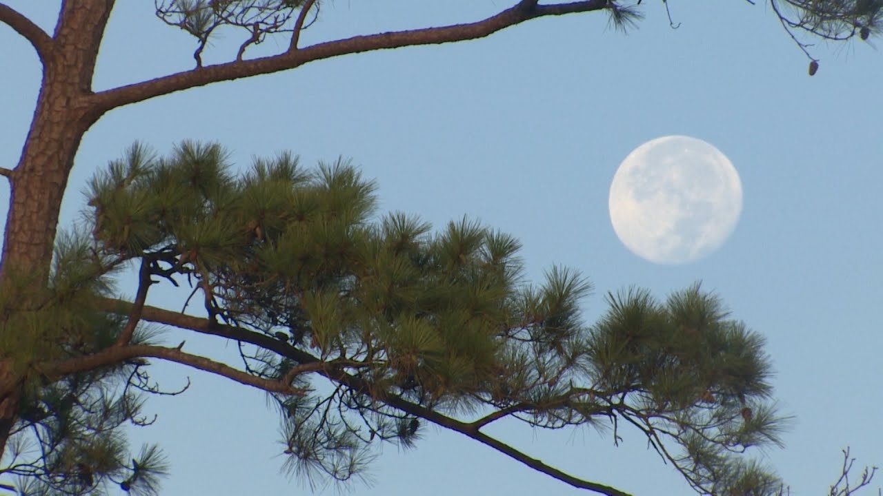 Moment of Zen: Nature makes a comeback in Memorial Park Houston