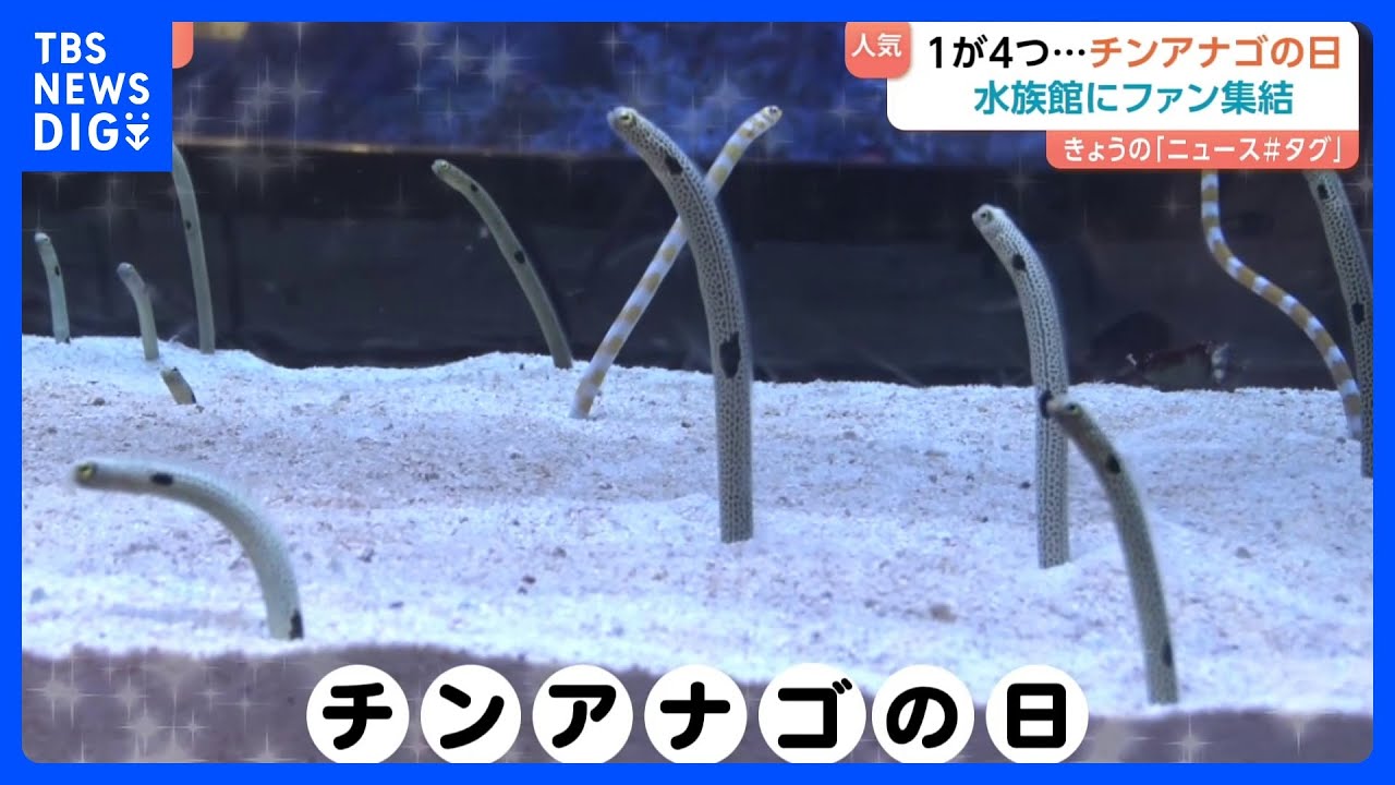 【11月11日は『チンアナゴの日』】「見たら幸せに」フォトスポットにフードまで！東京・すみだ水族館がイベント開催「そこらじゅうにチンアナゴ」｜TBS&nbsp;NEWS&nbsp;DIG