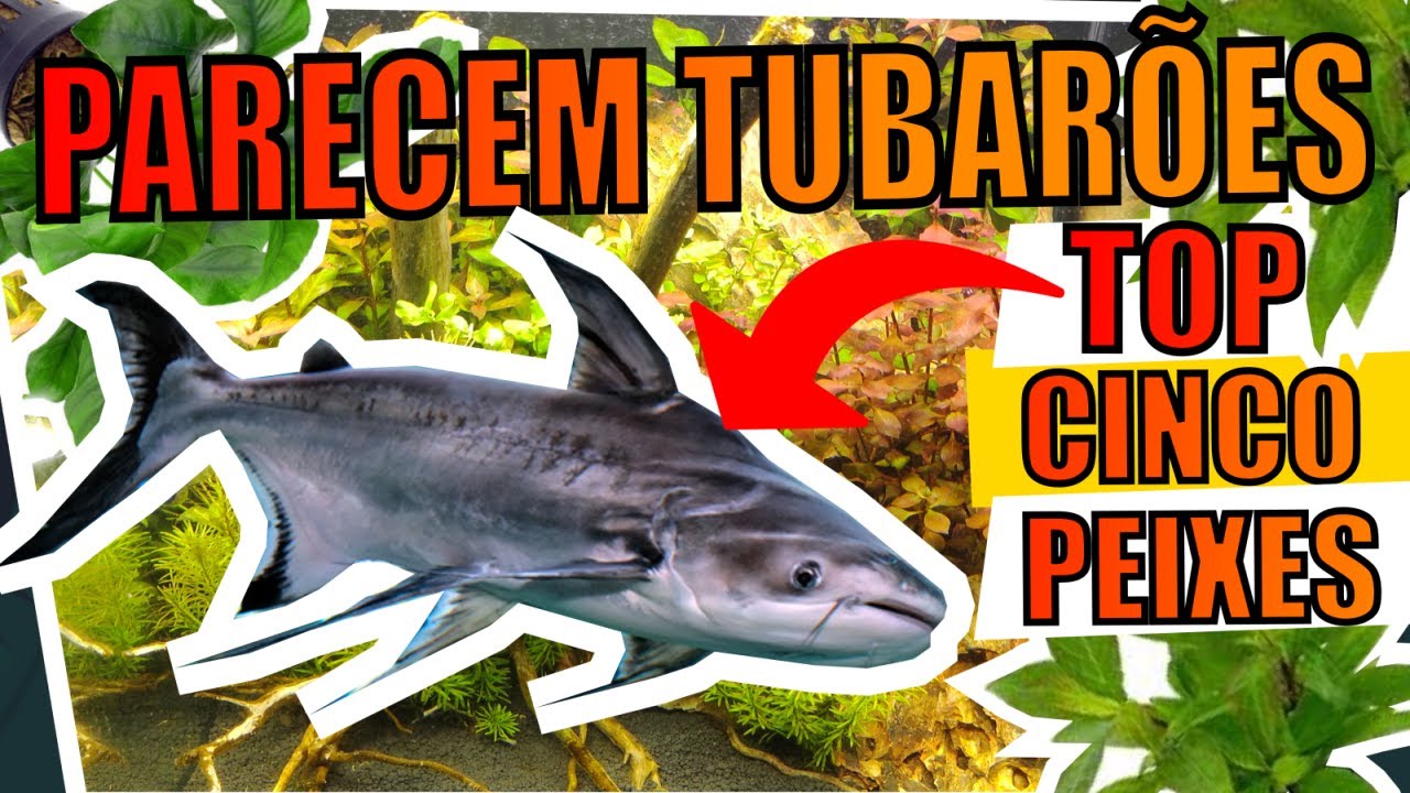 🔴5 PEIXES QUE PARECEM TUBARÕES |Mr. Betta|