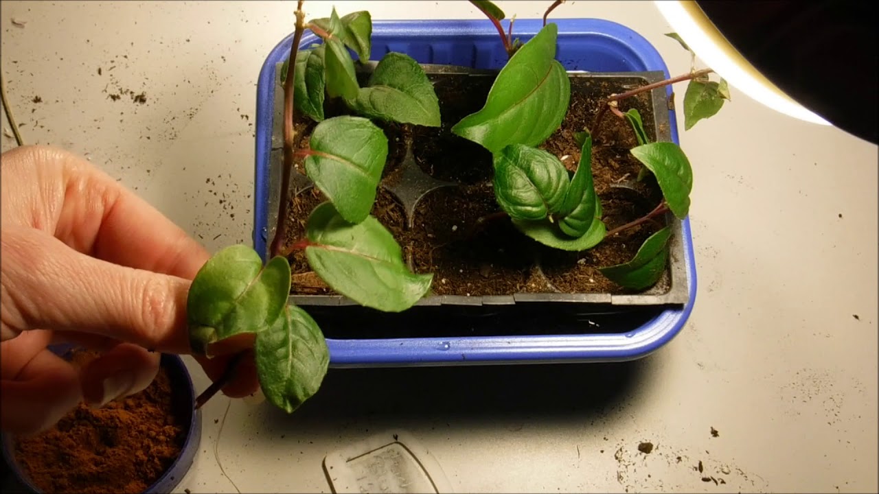 How To Take Fuchsia Cuttings aka How To Do Fuchsia Plant Propagation