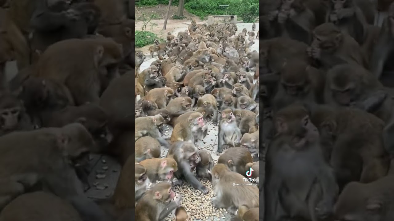Monkeys feeding time #monkey |monkeys