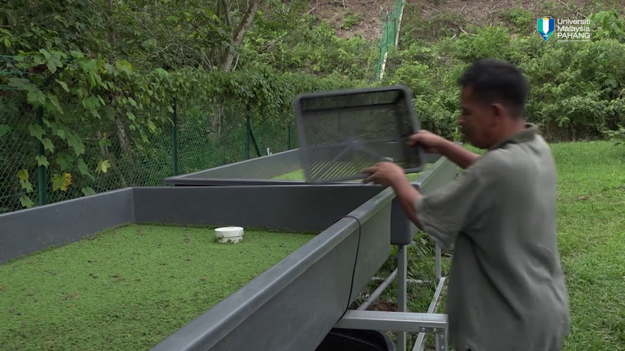UMP Azolla Project