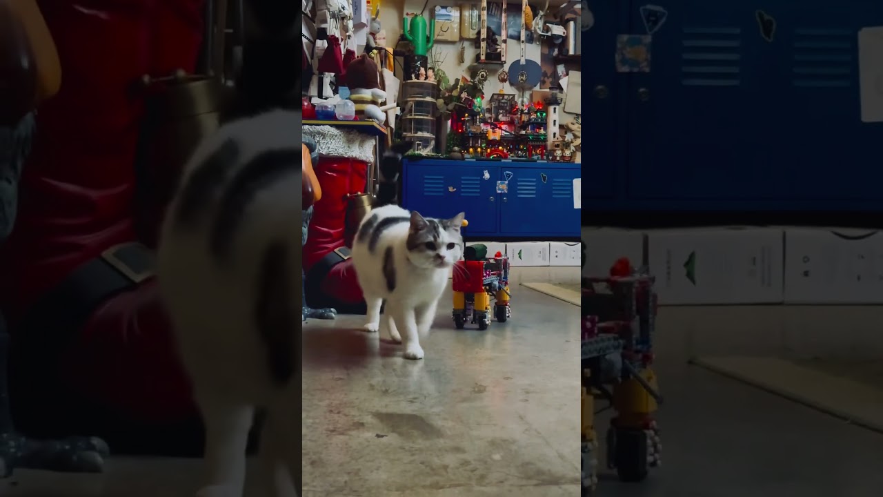 Oh! The Mechano cat is coming 😲😲