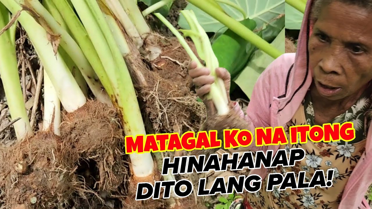 EP143 BAGONG PAMILYA NA KATUTUBO AMING NATUKLASAN SA GITNA NG KABUNDUKAN NAKATIRA