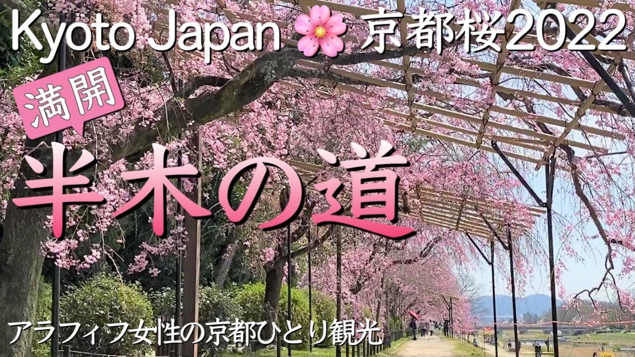 京都桜2022🌸【半木の道】桜のトンネルを楽しむアラフィフ女性の京都桜観光（kyoto,Japan,Cherry Blossoms）