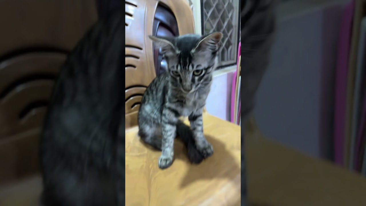 Fighter sitting position 