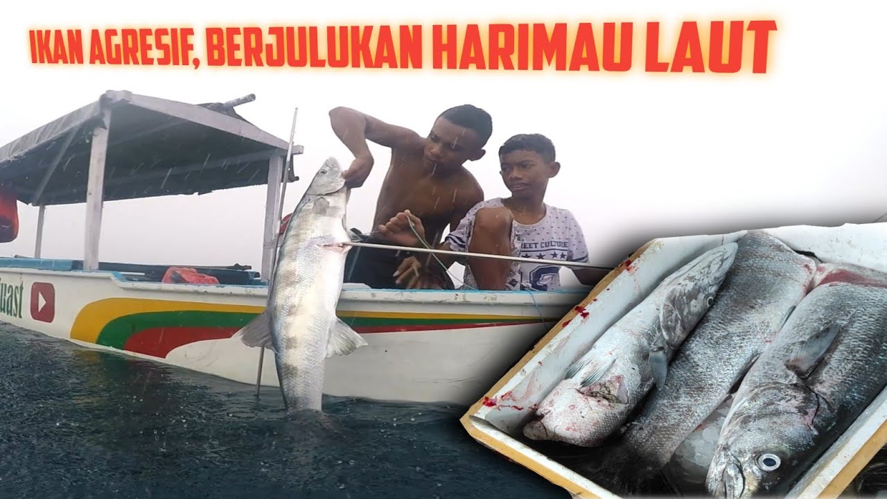 Memanah ikan Barakuda Monster yang Lagi Jinak nan Baik Hati