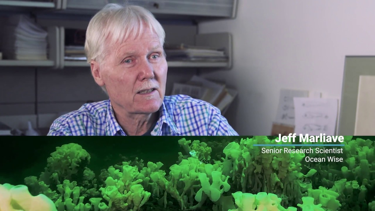 The Immortal Glass Sponge | Ocean Wise