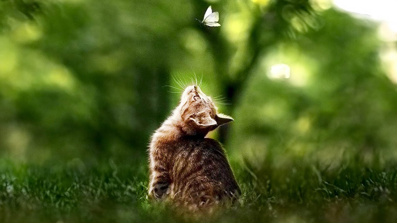 12 hours of stress-relieving music for cats 🐱 Cats love snow and you, Cat's favorite music