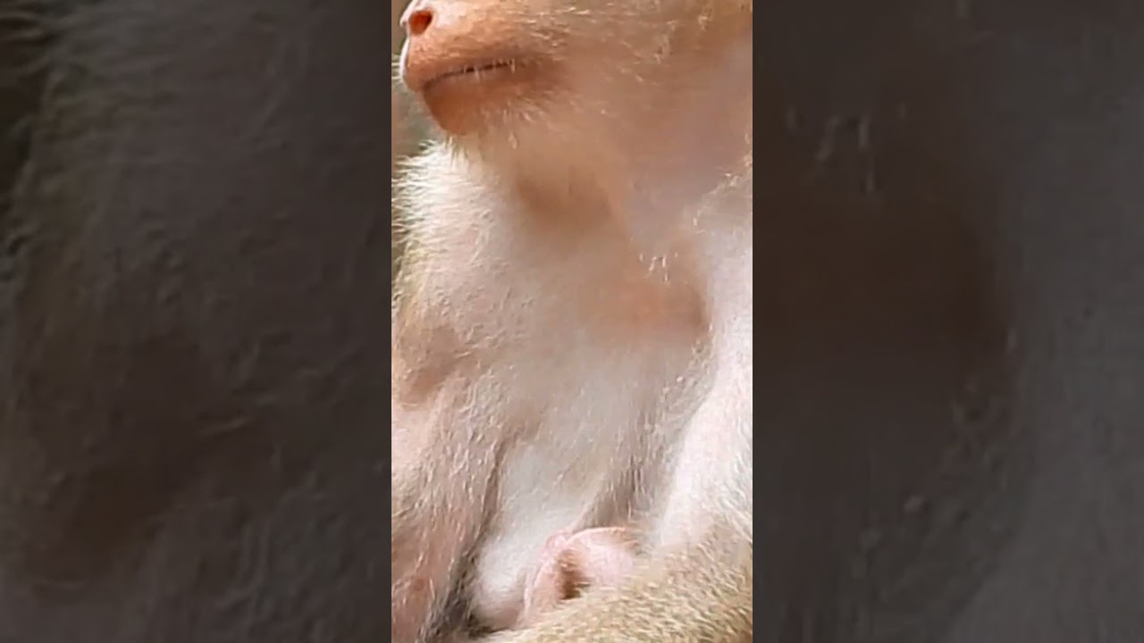 183 Mother Monkey Feeding Baby Monkey Lucie Pigtail Baby Monkey Luna Monkey Tia Baby Monkey Video Mo