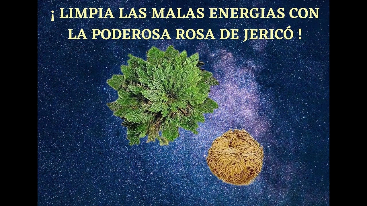 &iexcl; Limpia las malas energ&iacute;as con la poderosa rosa de JERIC&Oacute; !