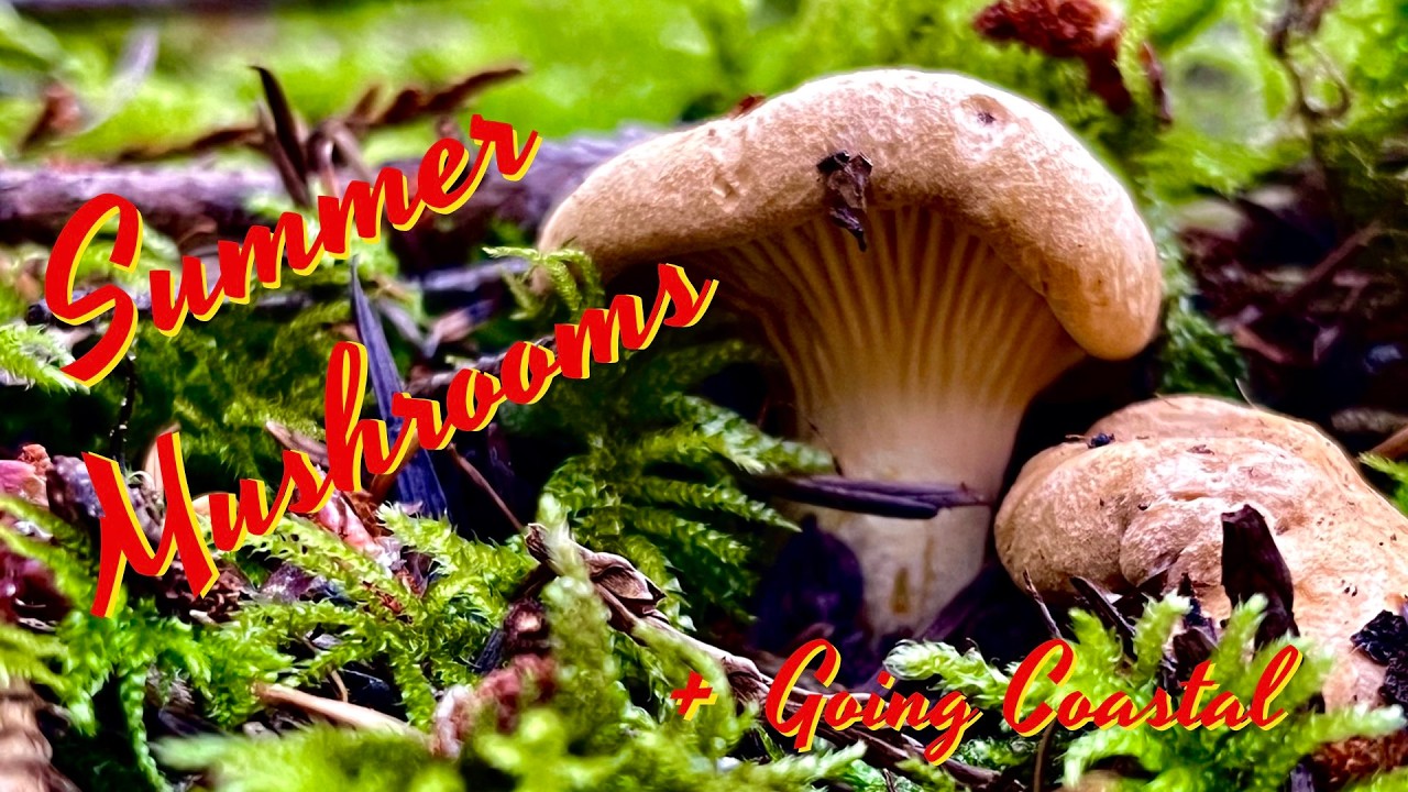 Summer Mushroom Foraging - Chanterelles, Hedgehog Mushrooms, & Fiber King Boletes