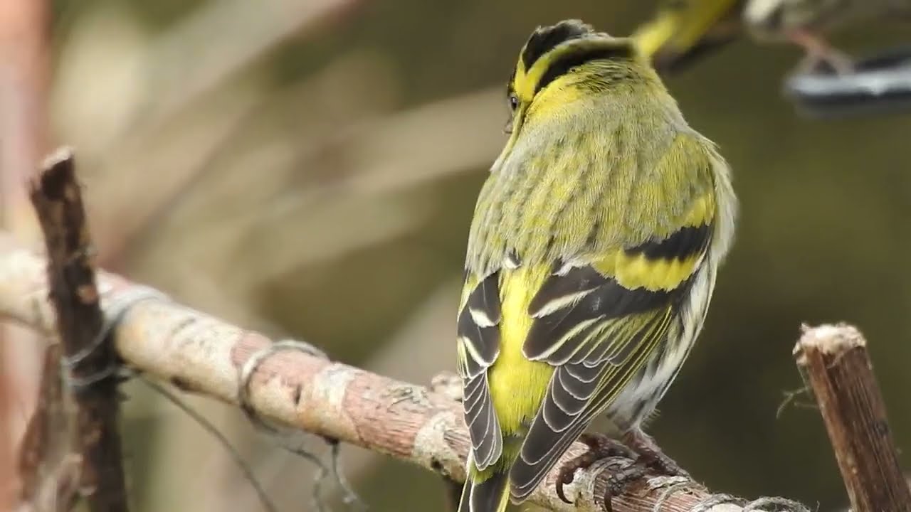 Gr&oslash;nsisken  -  Eurasian siskin  -  Spinus spinus - Aggression at the feeder