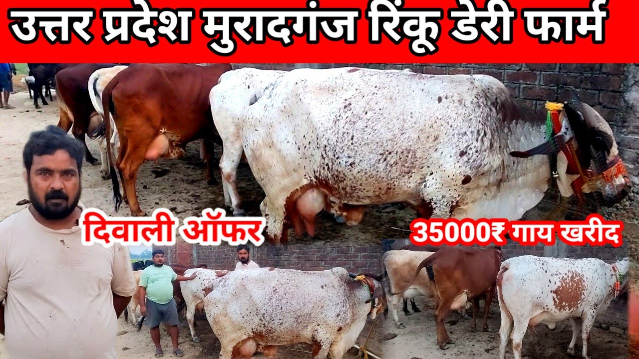 रिंकू पशु डेयरी फार्म उत्तर प्रदेश मुरादगंज |Rinku dairy farm | Sahiwal cow dairy farm #hfcowforsale