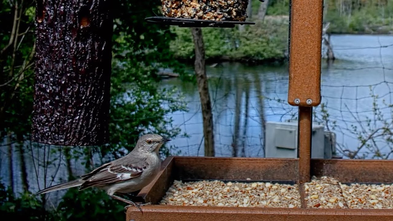 Beautiful Northern Mockingbird Makes First-Ever Visit To Cornell Lab Feeder Cam &ndash;&nbsp;May 15, 2025