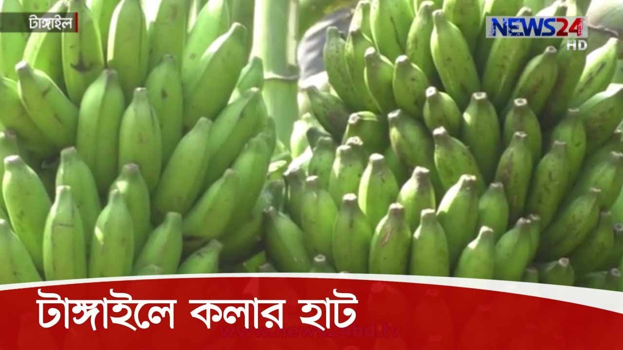 টাঙ্গাইলের জলছত্র বাজারের জনপ্রিয় হয়ে উঠেছে কলার হাট, কোটি টাকার কলা  বিক্রি 15Oct.20