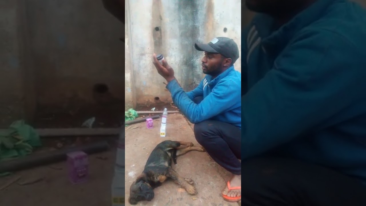 comment trait&eacute; un chien qui ne mange pas