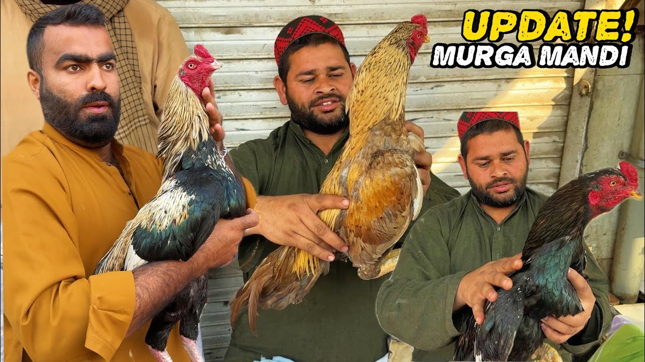 Aseel Murga Mandi Rawalpindi || Dingi khoi Aseel Murga Mandi update & Information