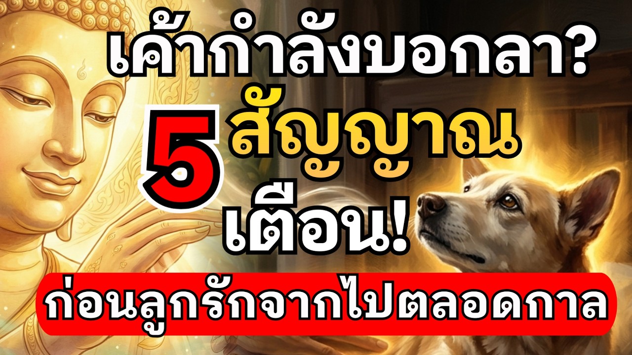 5 สัญญาณ ไม่ใช่แค่ป่วย...แต่คือการบอกลา วิธีส่งสัตว์เลี้ยงข้ามภพภูมิอย่างสงบ ไม่ให้จิตติดห่วง
