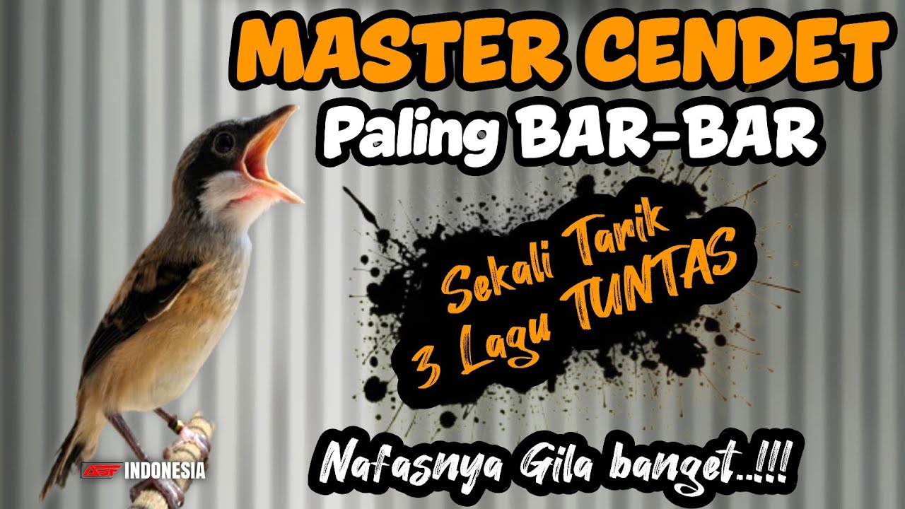 Keren abis !! MASTERAN CENDET KEKINIAN FULL TEMBAKAN MEWAH‼️
