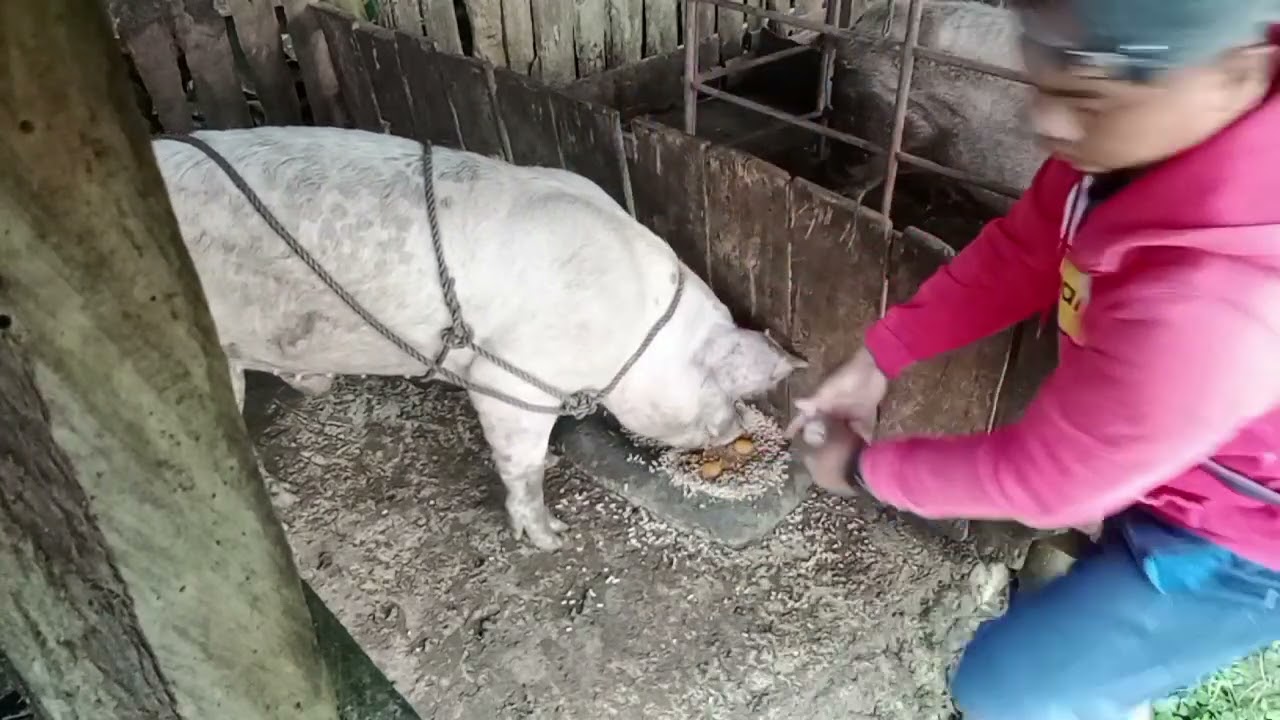 Tips Para Maging Mas Aggressive Ang Ating Alagang Bulugan/Boar #agribusiness