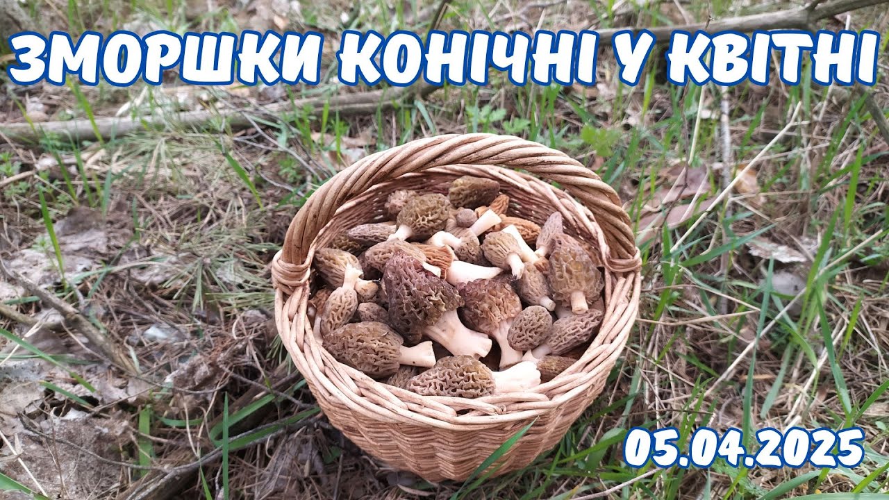 ПОВНИЙ КОШИК ЗМОРШКІВ У КВІТНІ! Гриби зморшки конічні 2025. Де шукати весняний гриб зморшок?