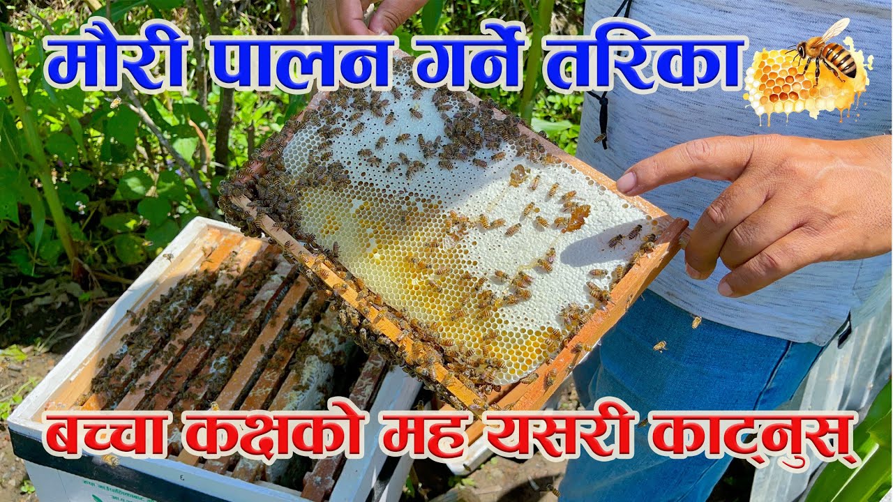 मौरी पालन गर्ने तरिका-Mauri Palan In Nepal-बच्चा कक्षको मह कसरी काट्ने - @sakshyambeefarming