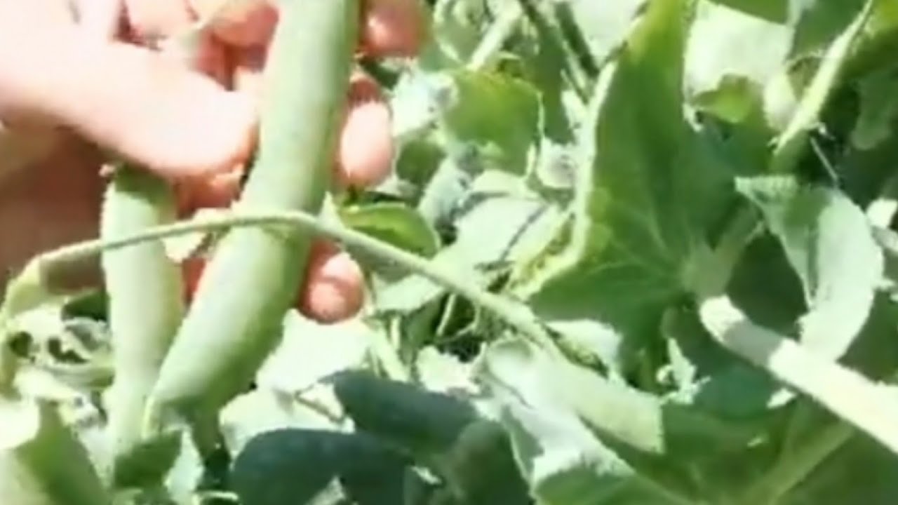 HOW TO GROW  GREEN PEAS OR SNAP PEAS? TRY  it the result is AMAZING
