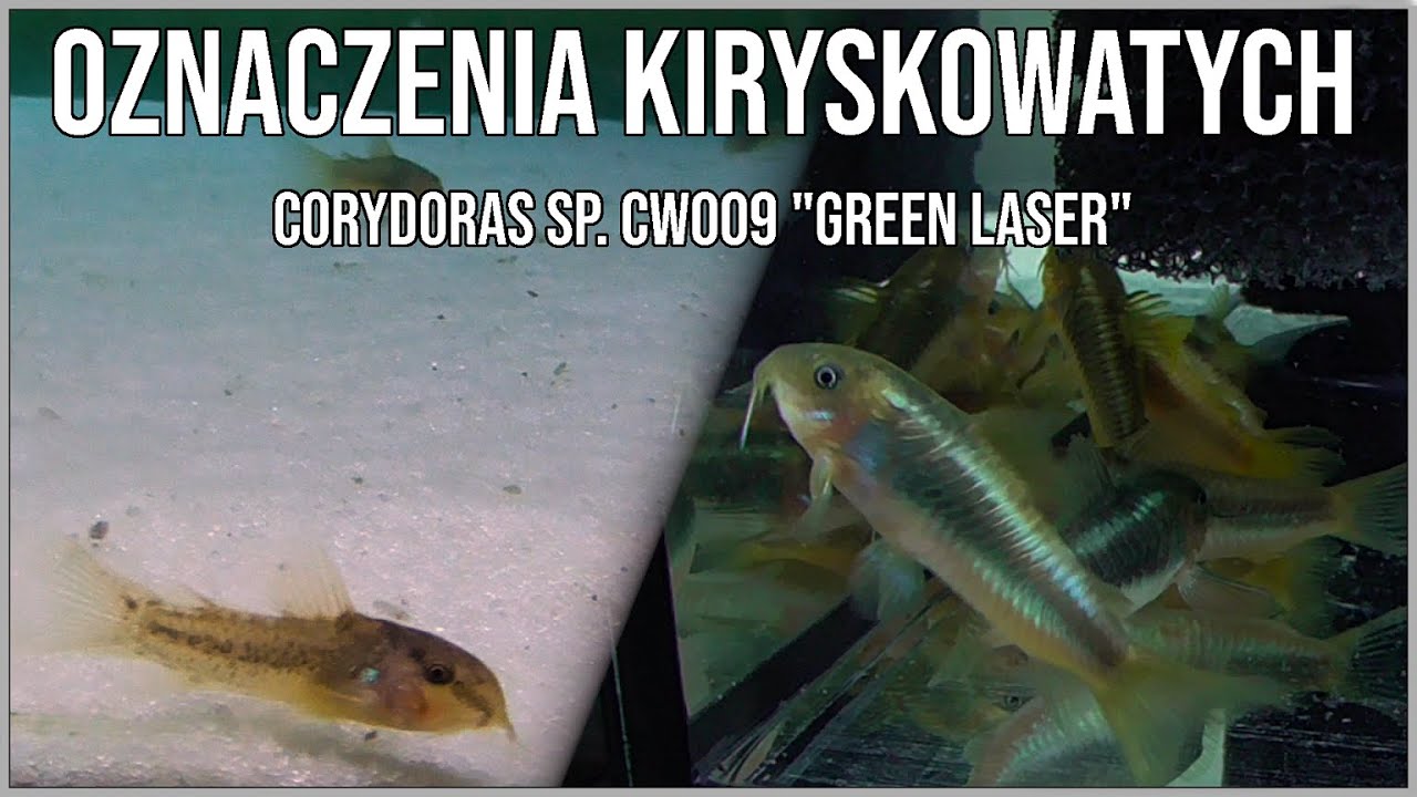 Oznaczenia kiryskowatych oraz kiryski Corydoras sp. CW009 