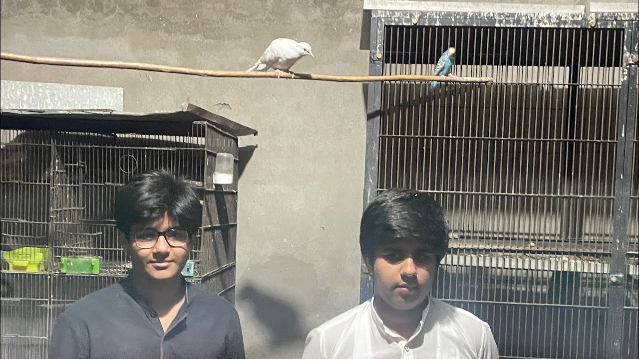 Chota cage sa azadi ki khushi 