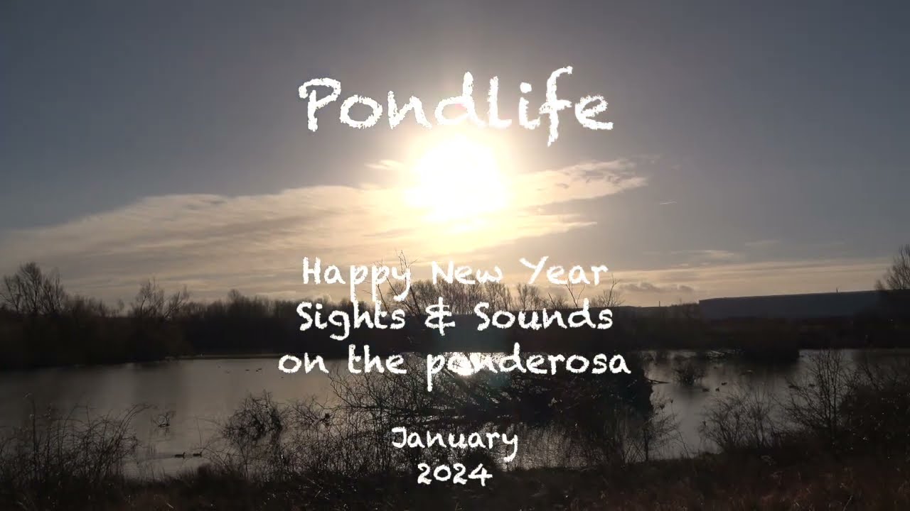 Ferrymoor Flash,Grimethorpe,Jan2024