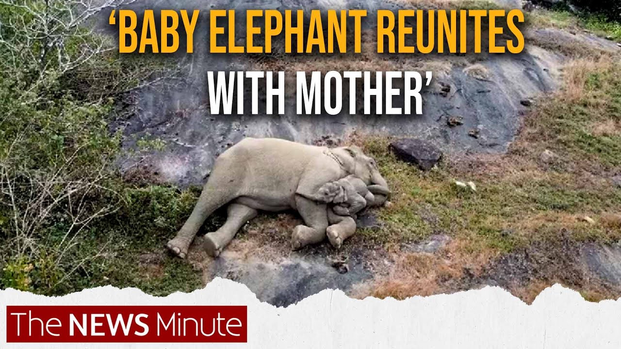 Tamil Nadu: Baby elephant reunites with mother, herd traced using drones