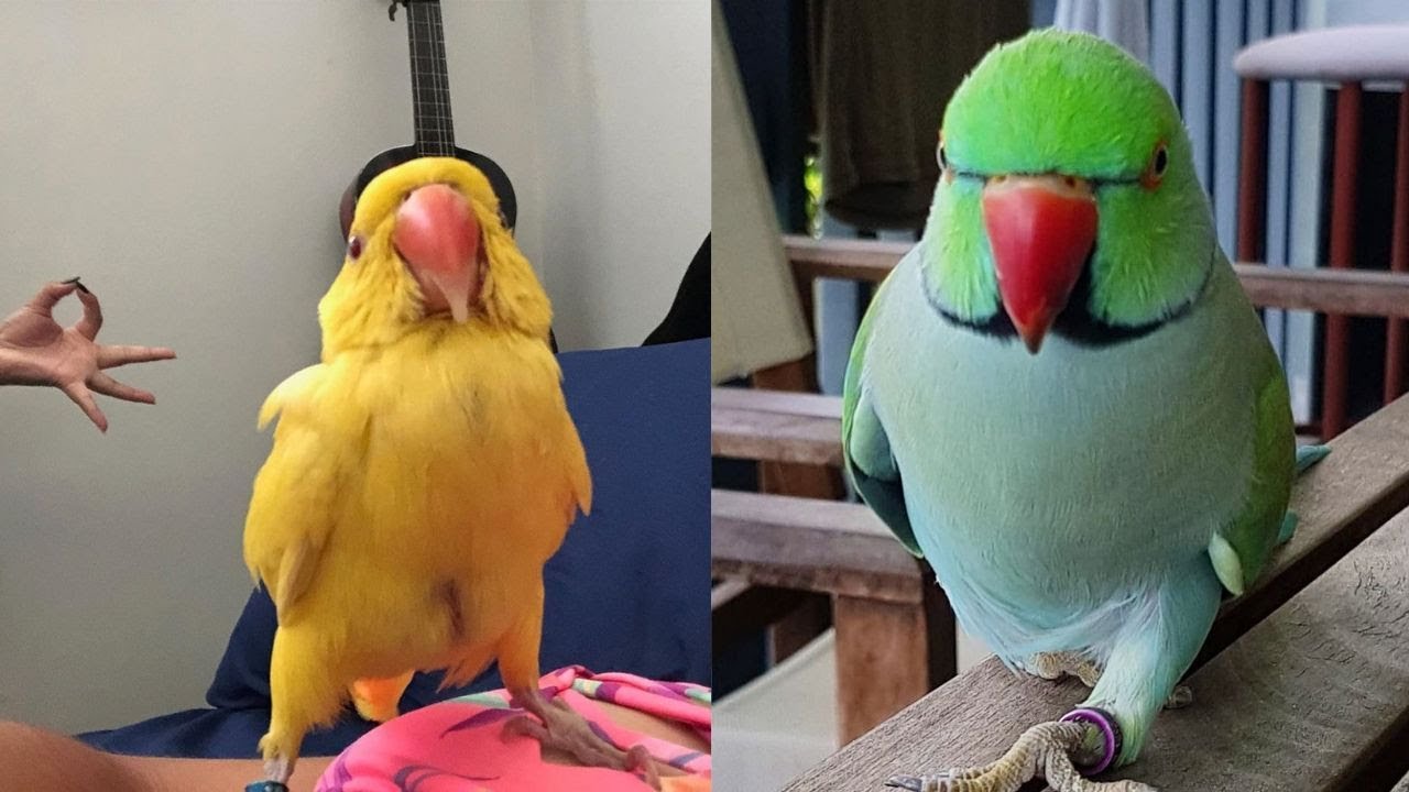 Funny Parrots Videos Compilation -Cute Parrots 2019 #6
