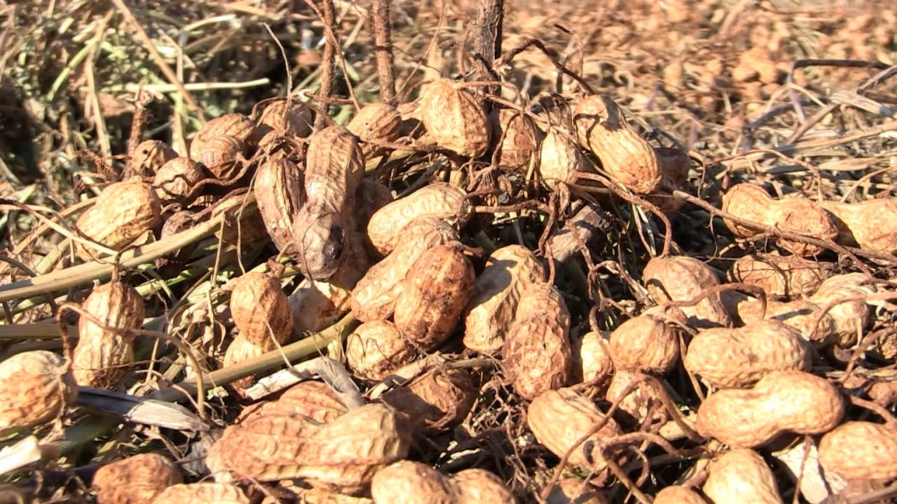 Amendoim: do plantio à colheita
