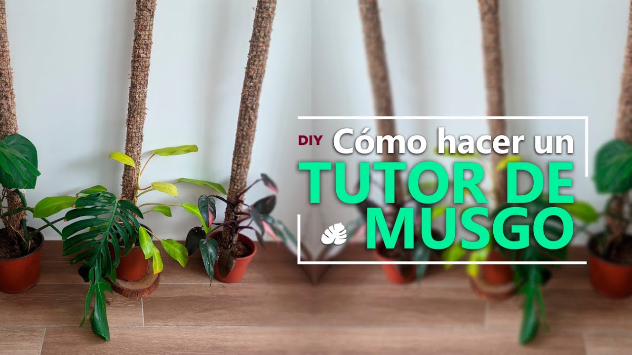 ¿Cómo hacer un tutor / totem / soporte de musgo para plantas trepadoras? simple y completo
