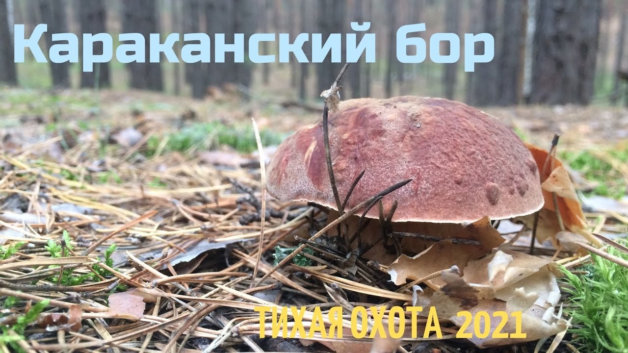Белые грибы Новосибирск. Караканский бор  июль 