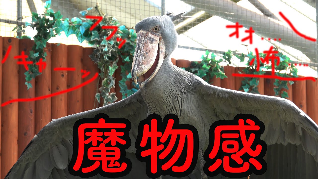 ハシビロコウふたばちゃんの