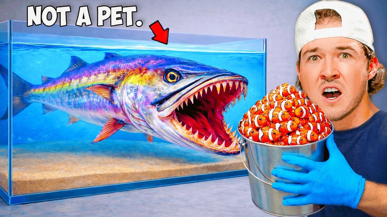 Pet Barracuda vs 5 Levels of Prey...