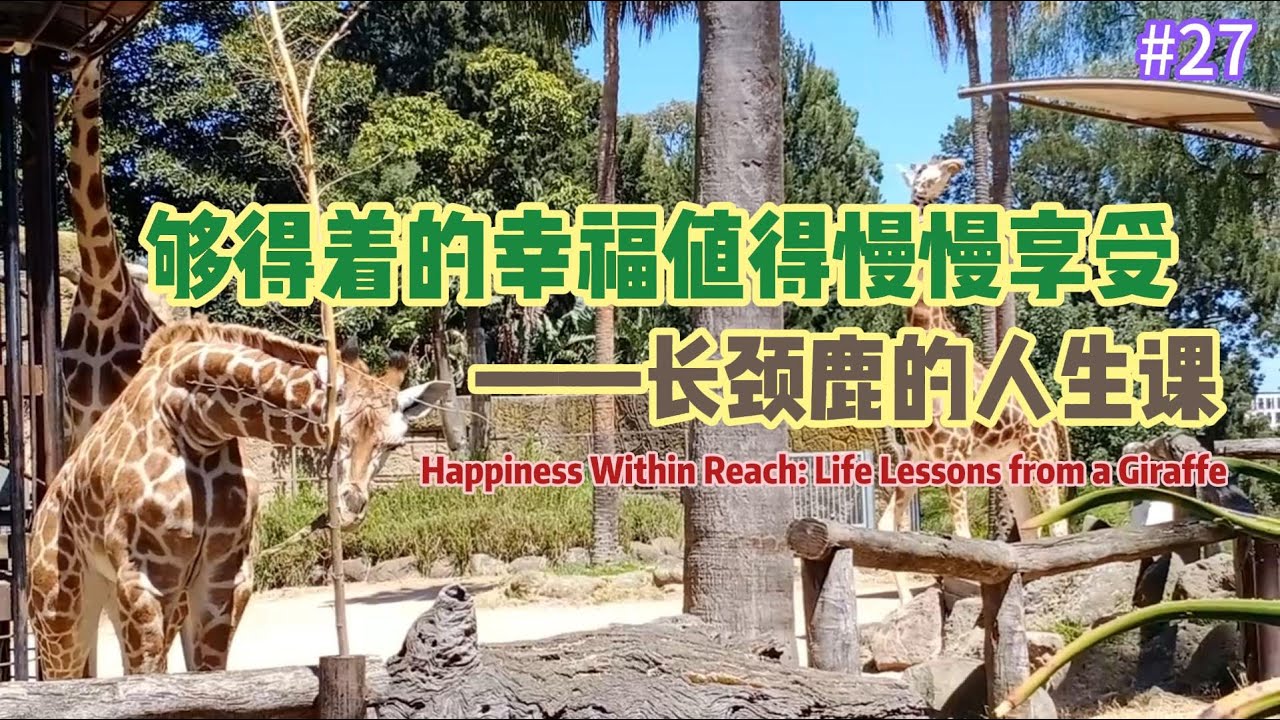 #27 墨尔本动物园长颈鹿吃播：慢慢咀嚼生活的味道-Giraffe' mukbang at Melbourne Zoo (Happiness within Reach)